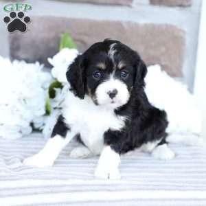 Canon, Cavapoo Puppy